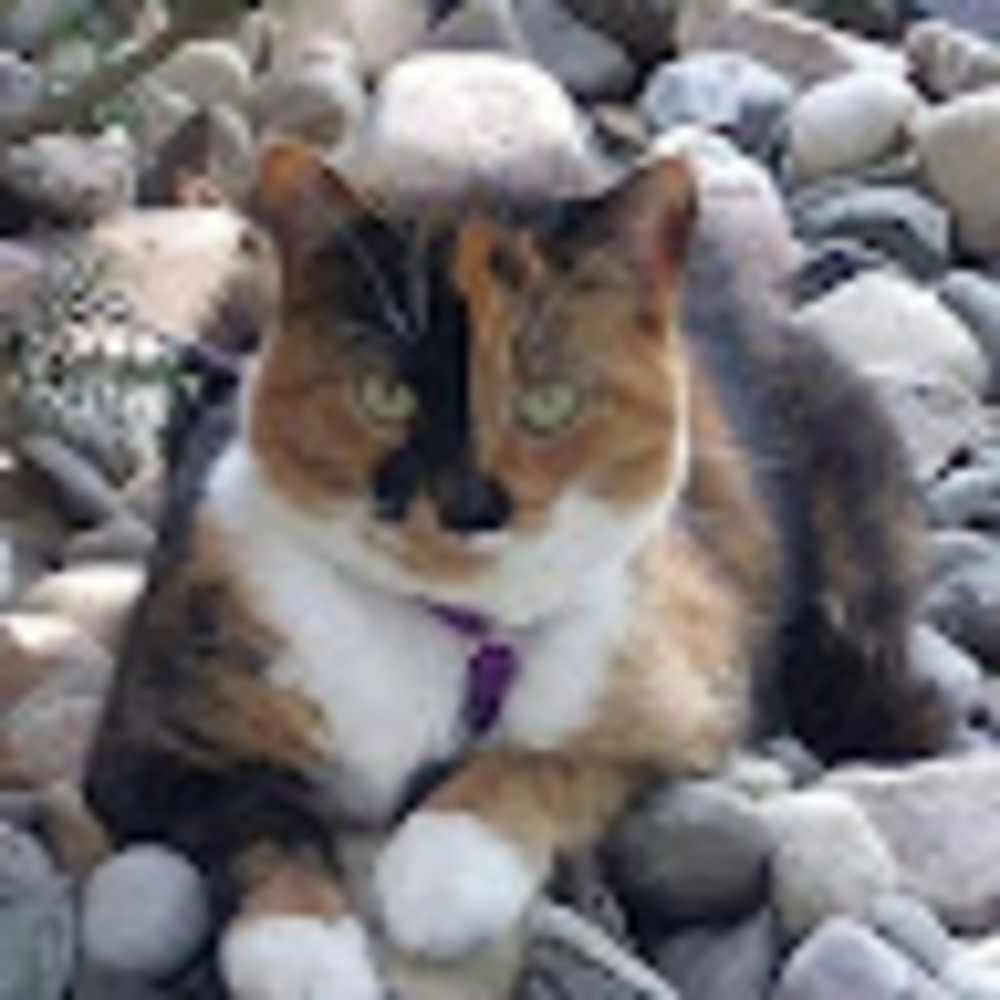 Meet your Posher, Tanya